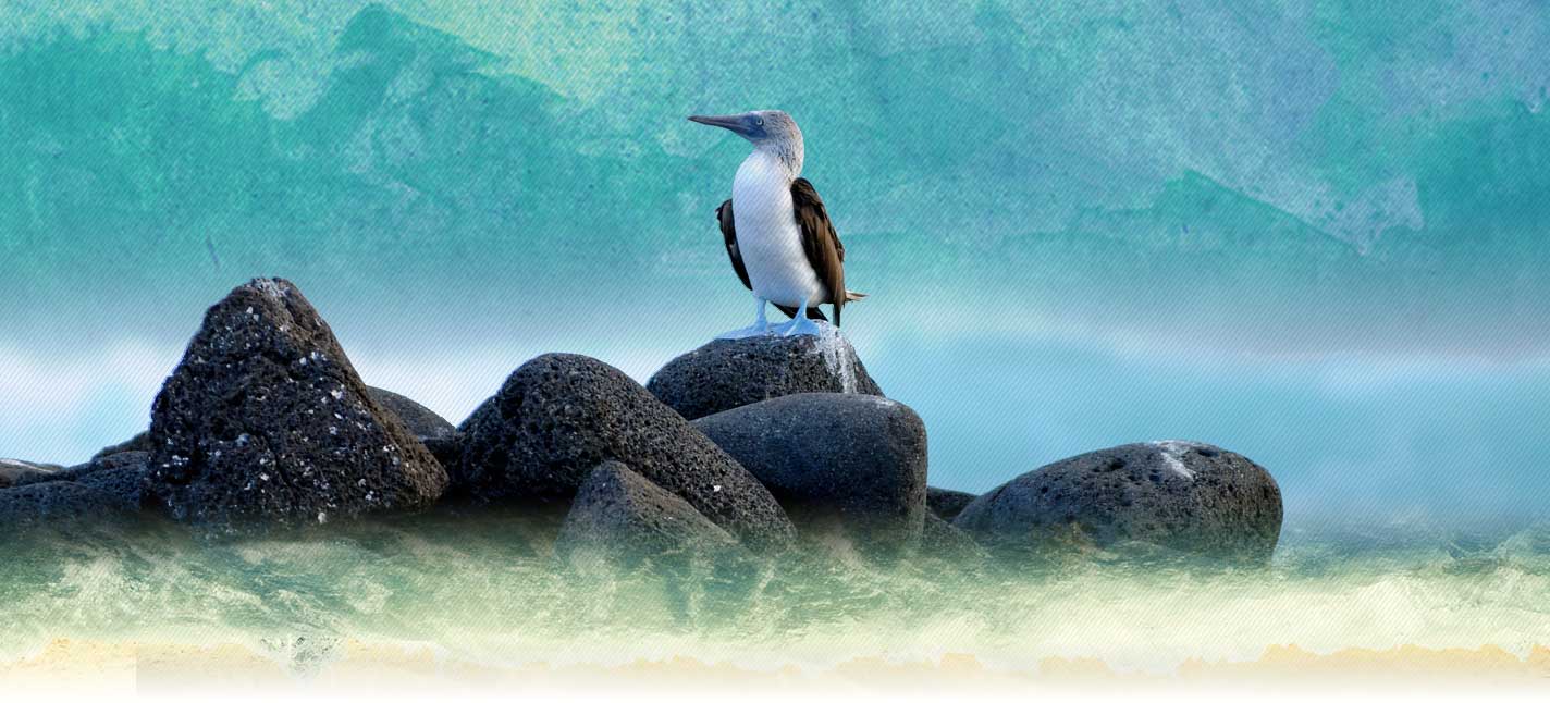 marietas-main Tranquilo Surf Lessons & Ocean Adventures